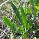 Image de Allium nutans L.