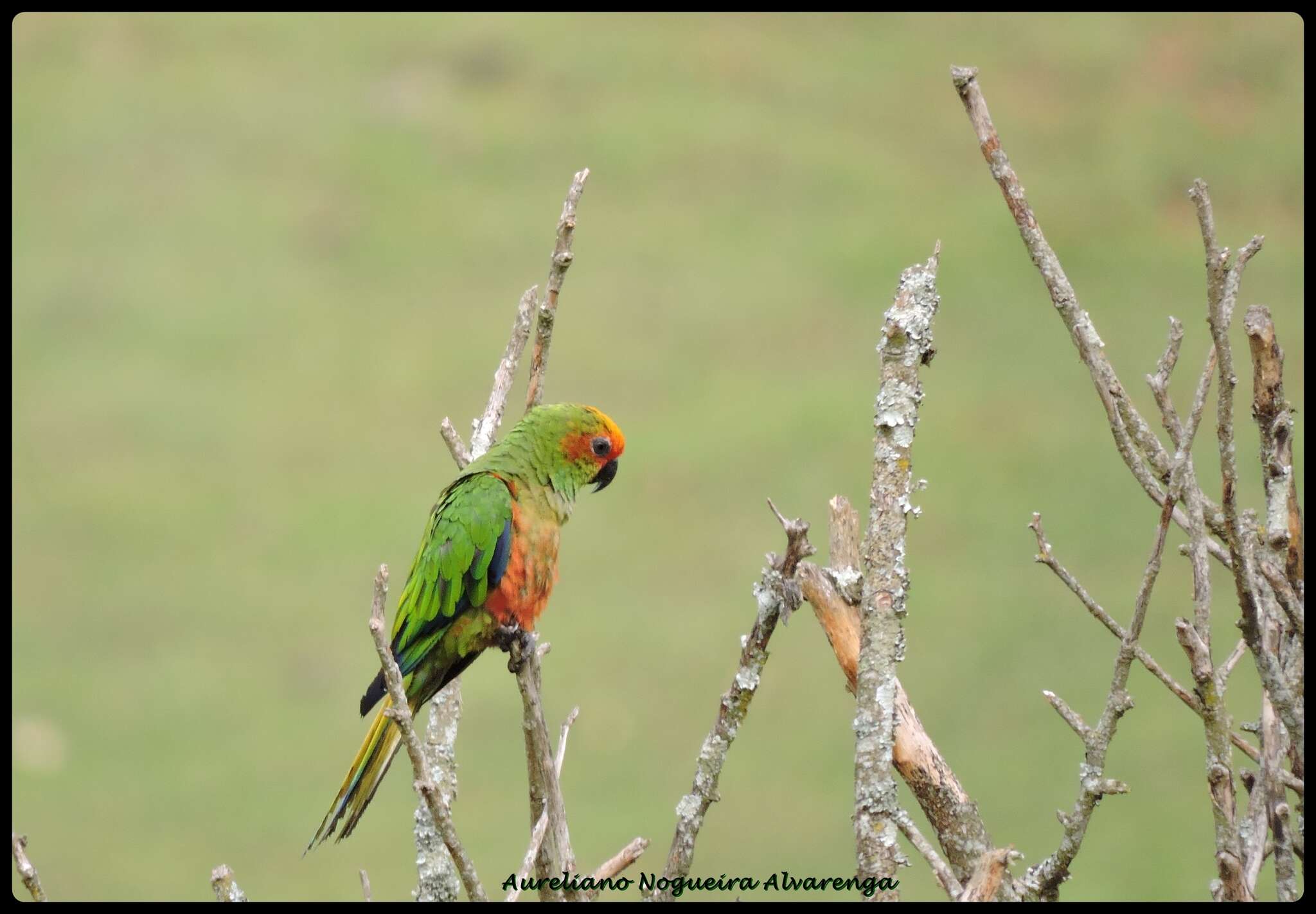 Image of Golden-capped Conure