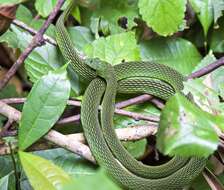 Image of Black-lined Green Snake