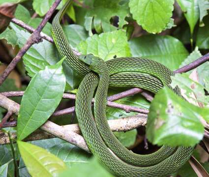 صورة Hapsidophrys lineatus Fischer 1856