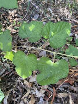 صورة Rubus moluccanus L.