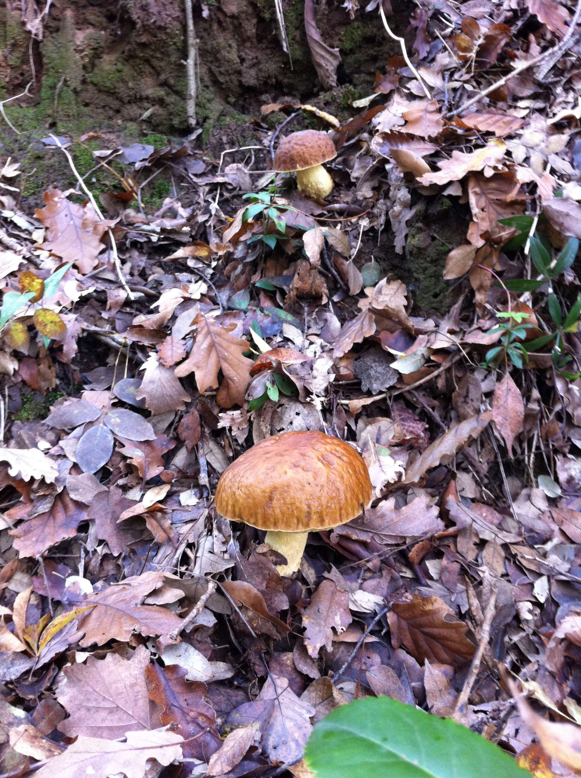 Image of Leccinellum lepidum (H. Bouchet ex Essette) Bresinsky & Manfr. Binder 2003