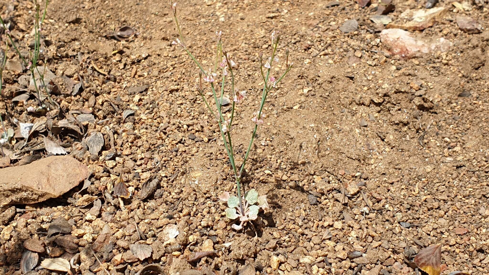 Image of Davidson's buckwheat