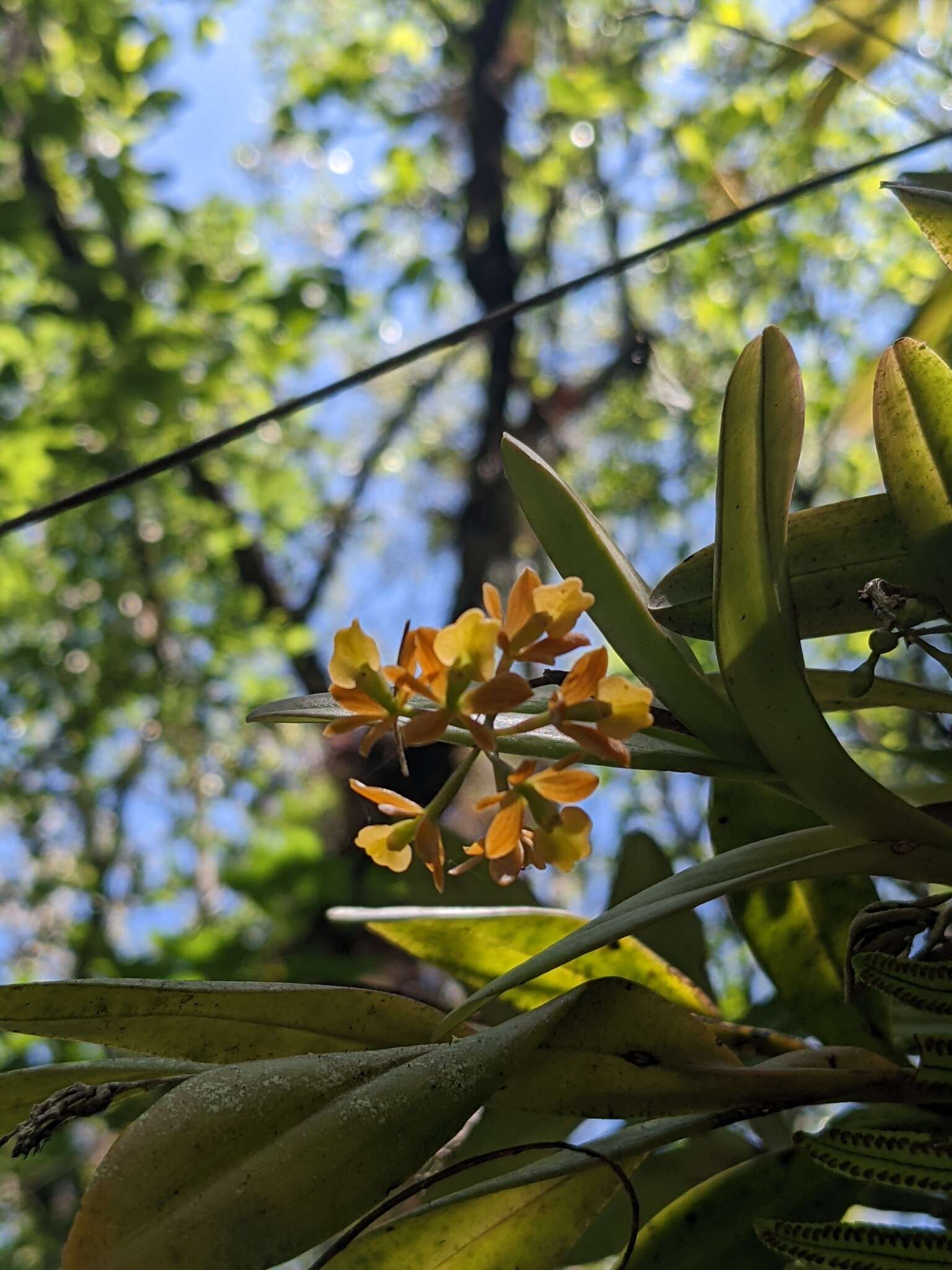 Image of big-mouth star orchid