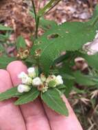 Image of March fleabane