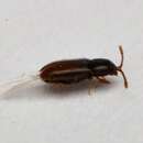 Image of Silken fungus beetle
