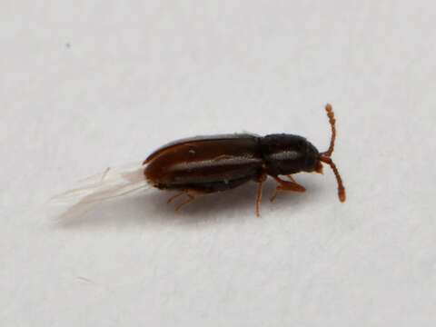 Image of Silken fungus beetle