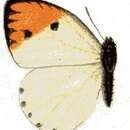 Image of Colotis dissociatus (Butler 1897)