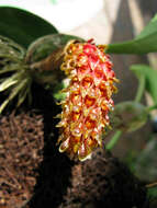 Image of Bulbophyllum crassipes Hook. fil.