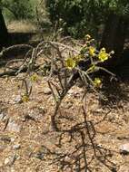 Imagem de Cylindropuntia thurberi (Engelm.) F. M. Knuth