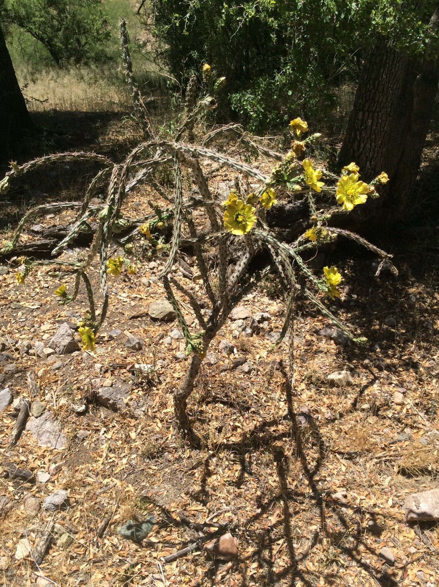 Imagem de Cylindropuntia thurberi (Engelm.) F. M. Knuth