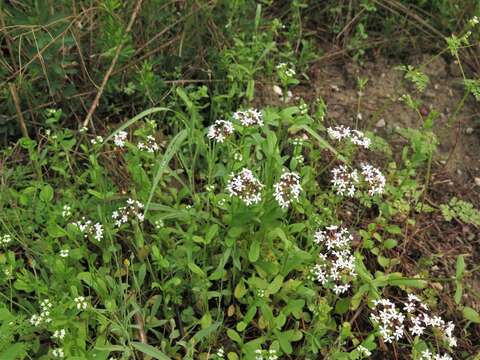 Plancia ëd Valerianella longiflora (Torr. & Gray) Walp.