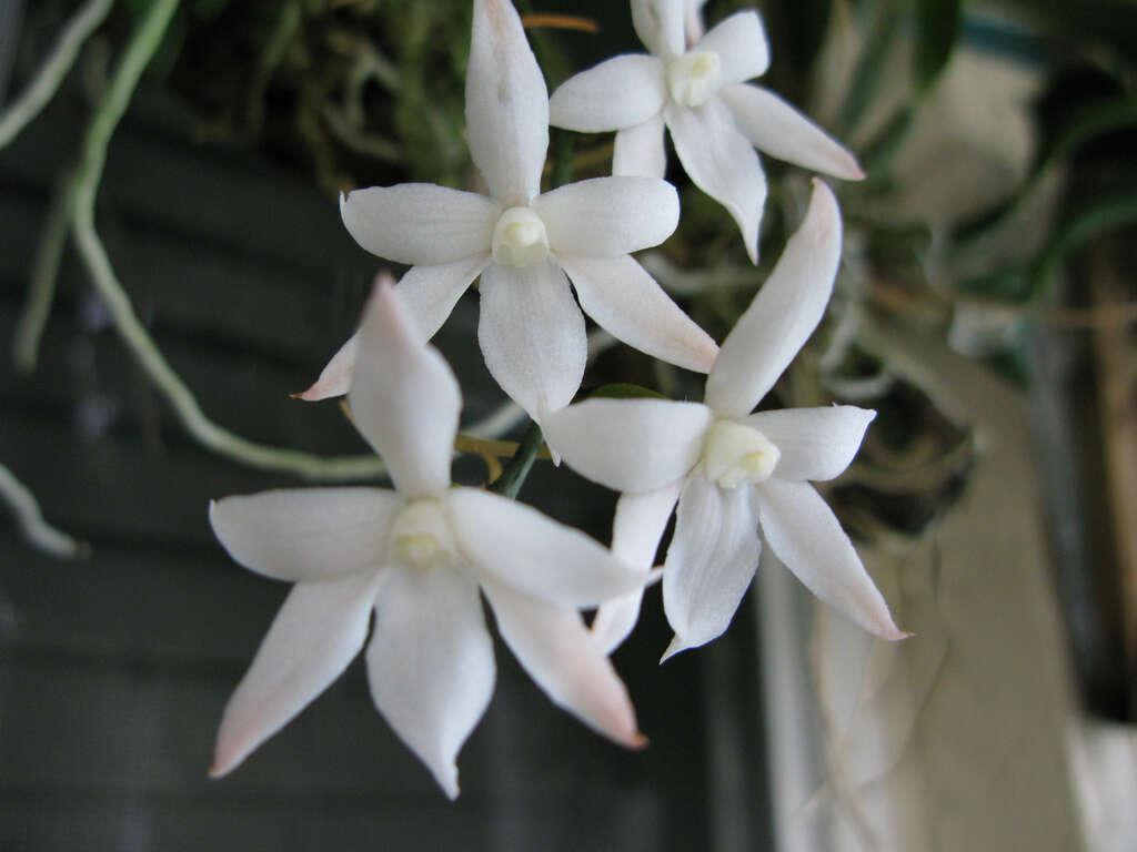 Image of Aerangis biloba (Lindl.) Schltr.