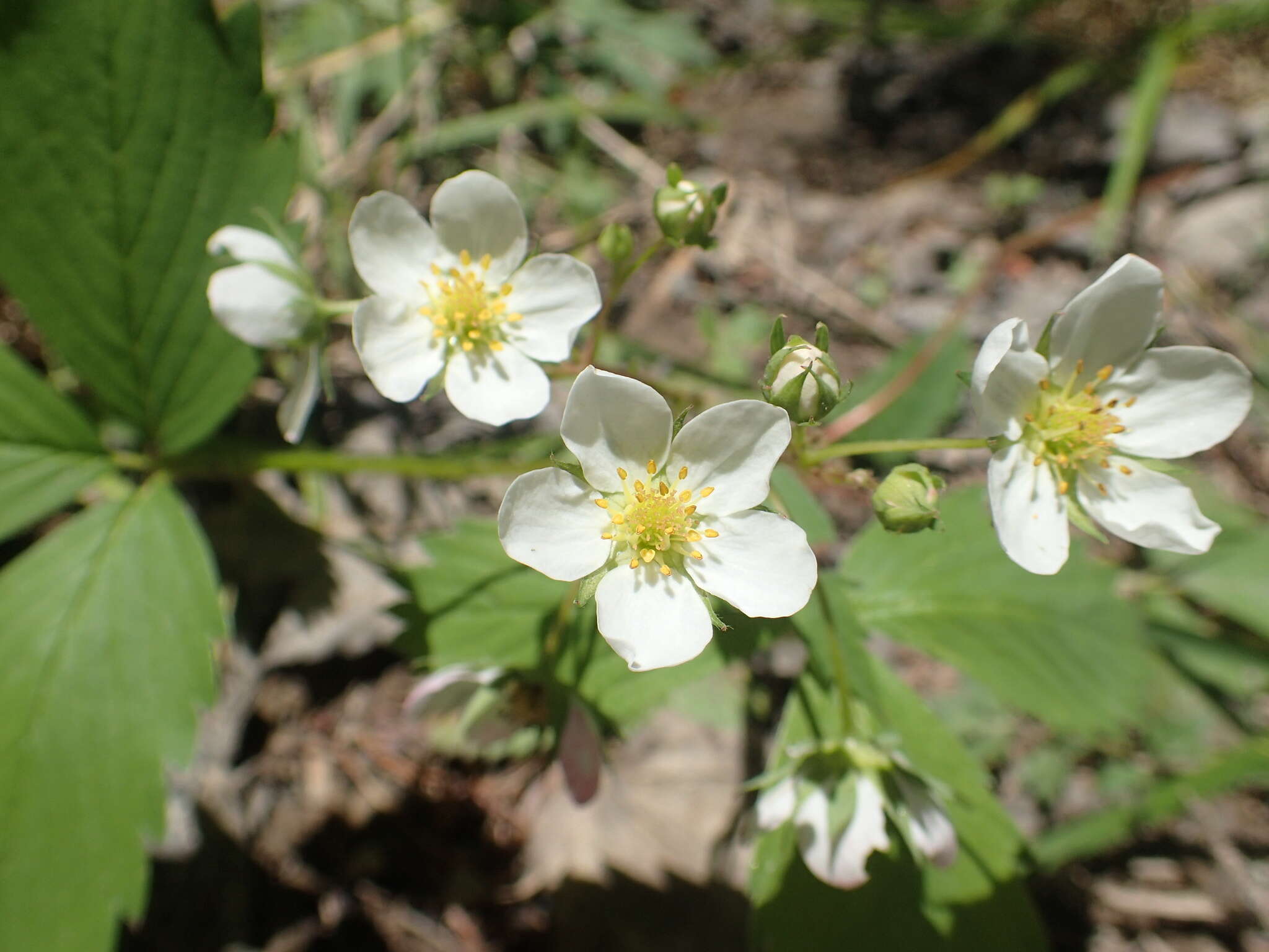 Image of Virginia strawberry