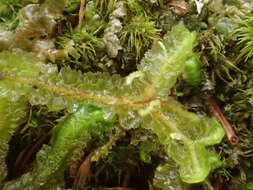 Image of greater whipwort