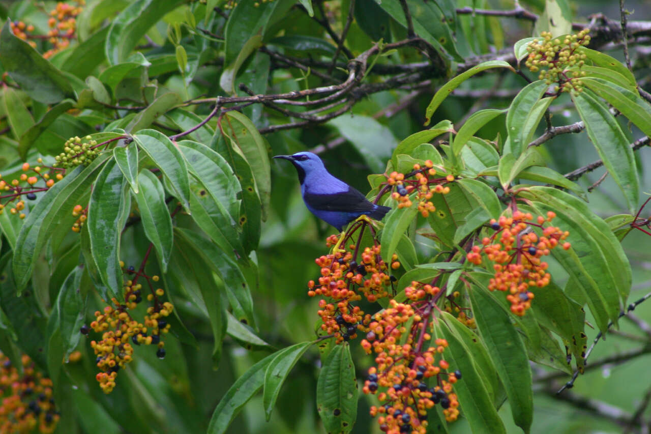 Image of Shining Honeycreeper