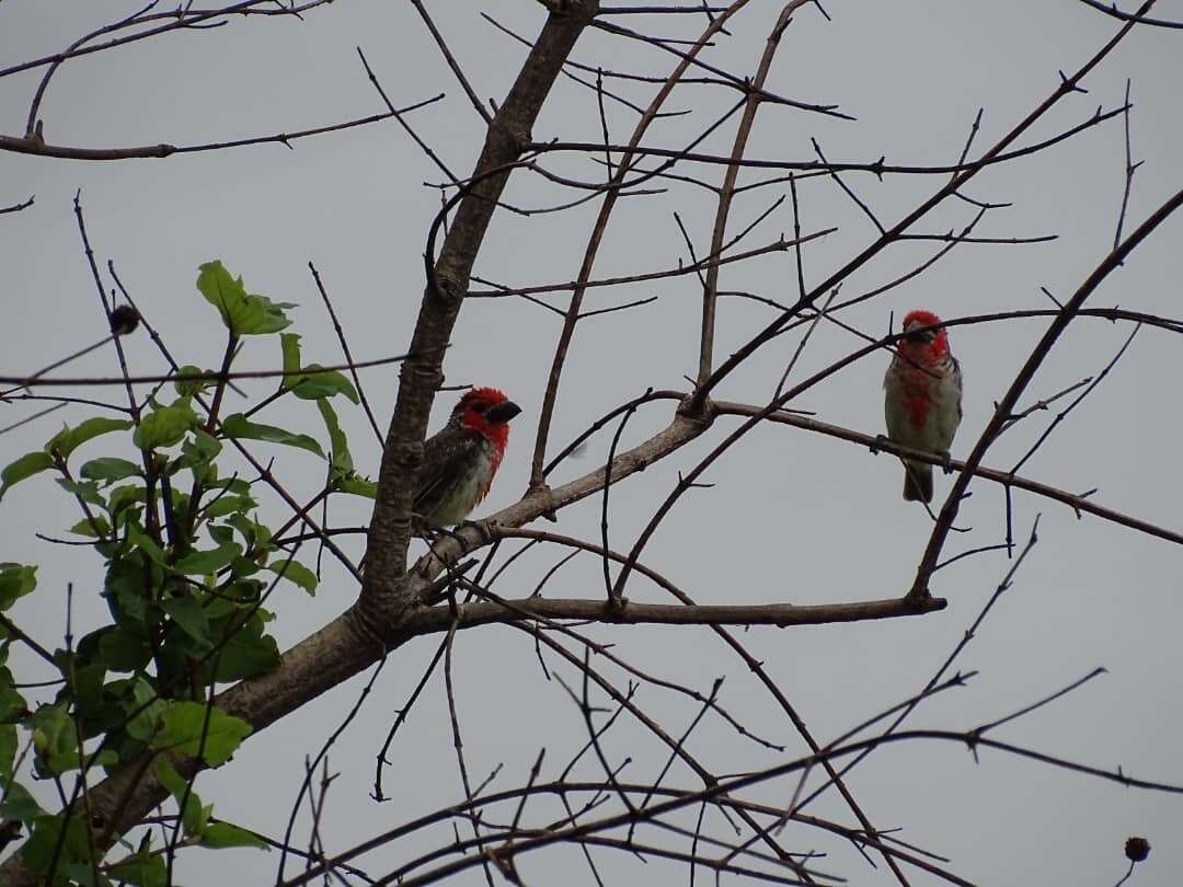 Image of Vieillot's Barbet