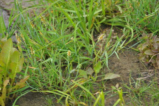 Image of Orange Foxtail