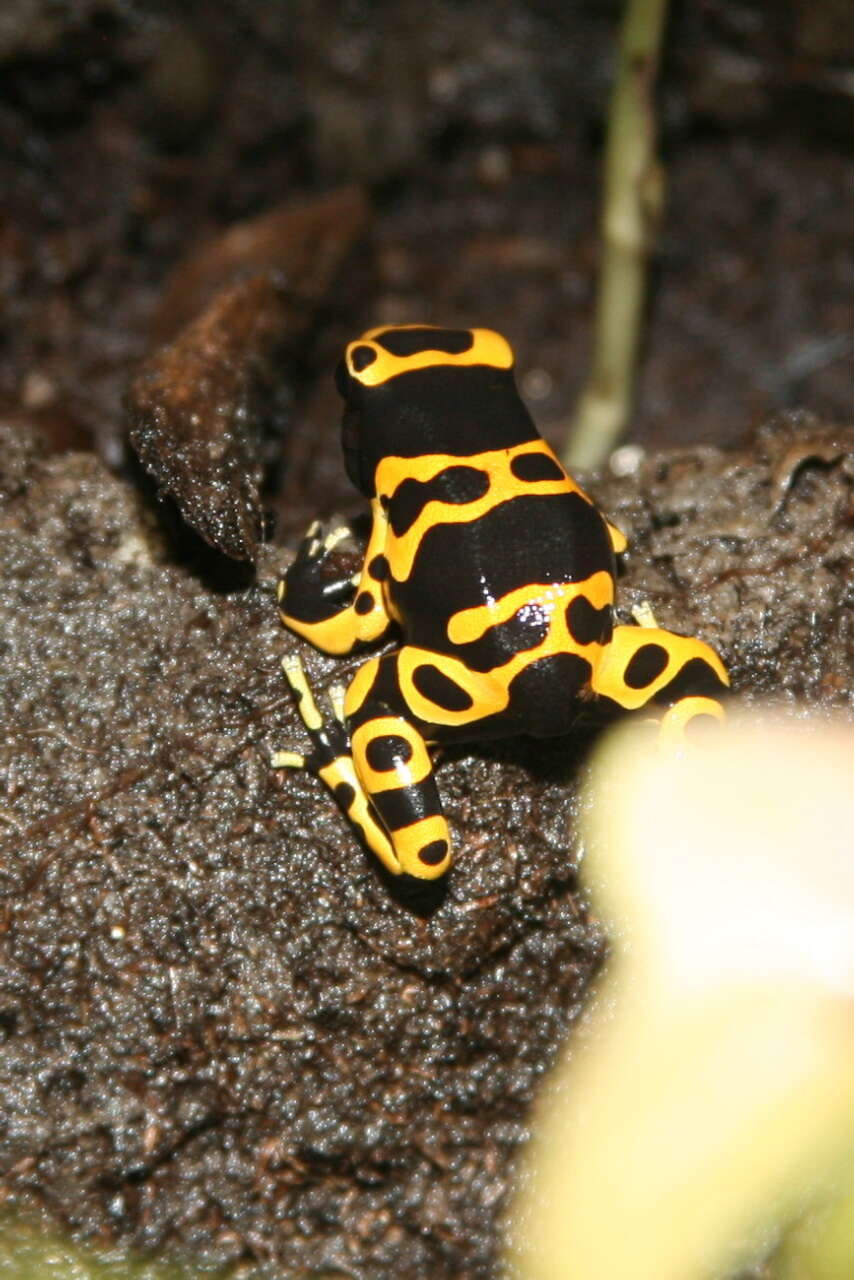 Image of Yellow-headed Poison Frog