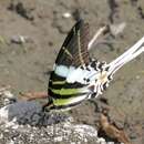 Graphium androcles (Boisduval 1836) resmi