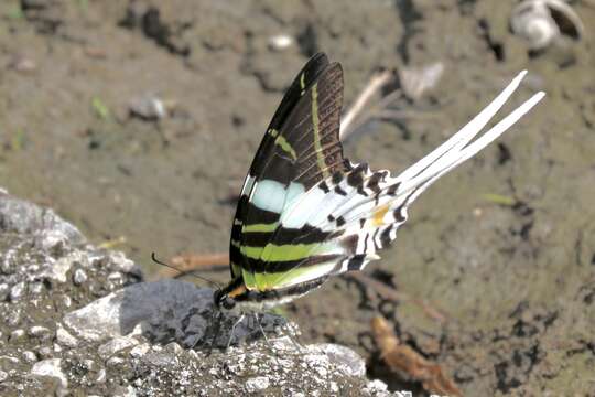 Graphium androcles (Boisduval 1836) resmi