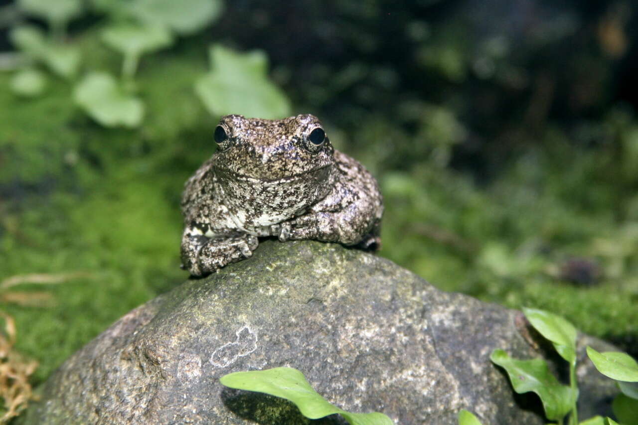 Image of Gray Treefrog