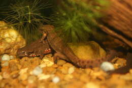 Image of Japanese Fire-bellied Newt