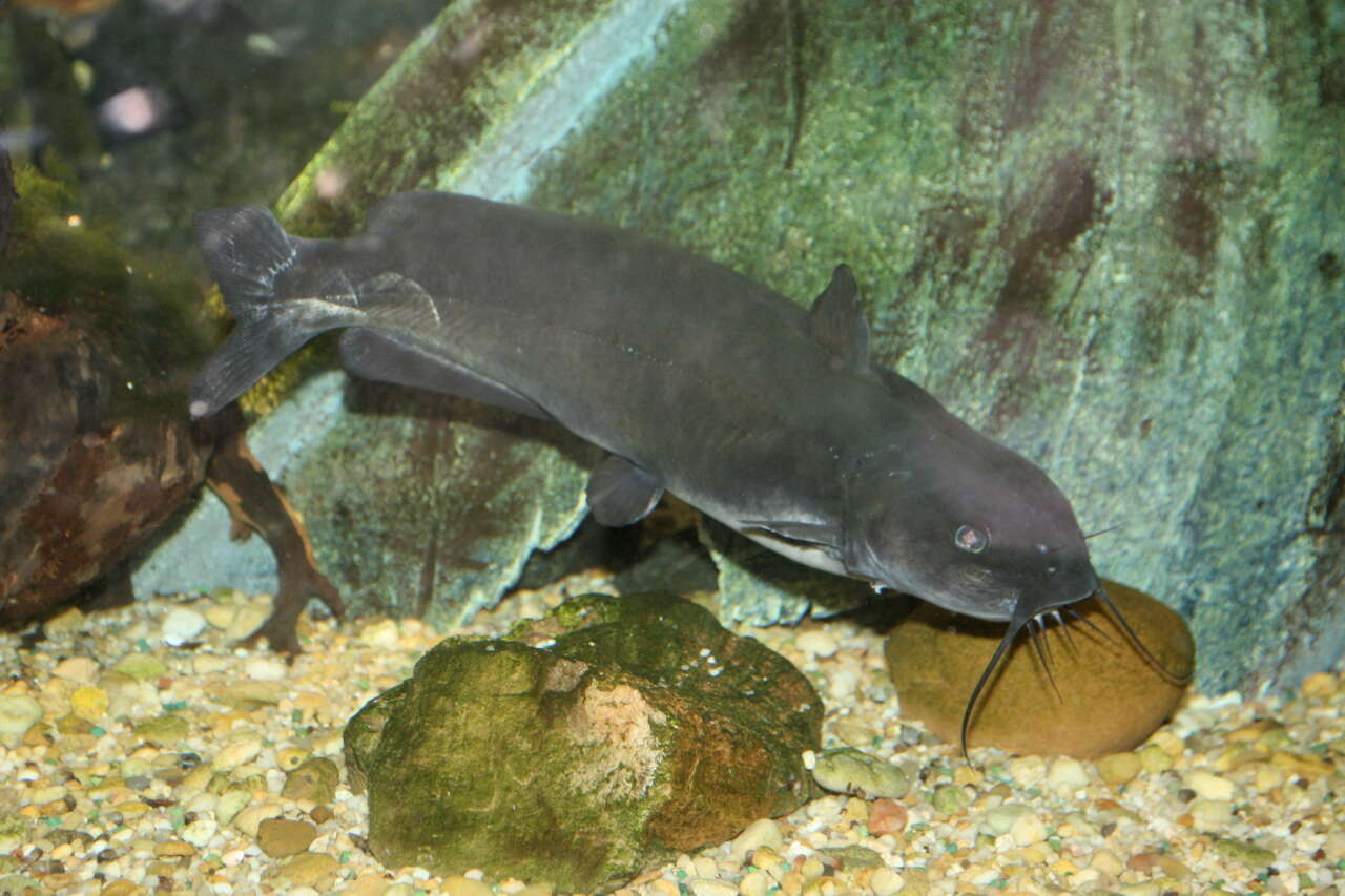 Image of channel catfish