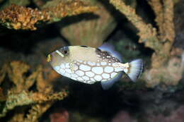 Image of clown triggerfish