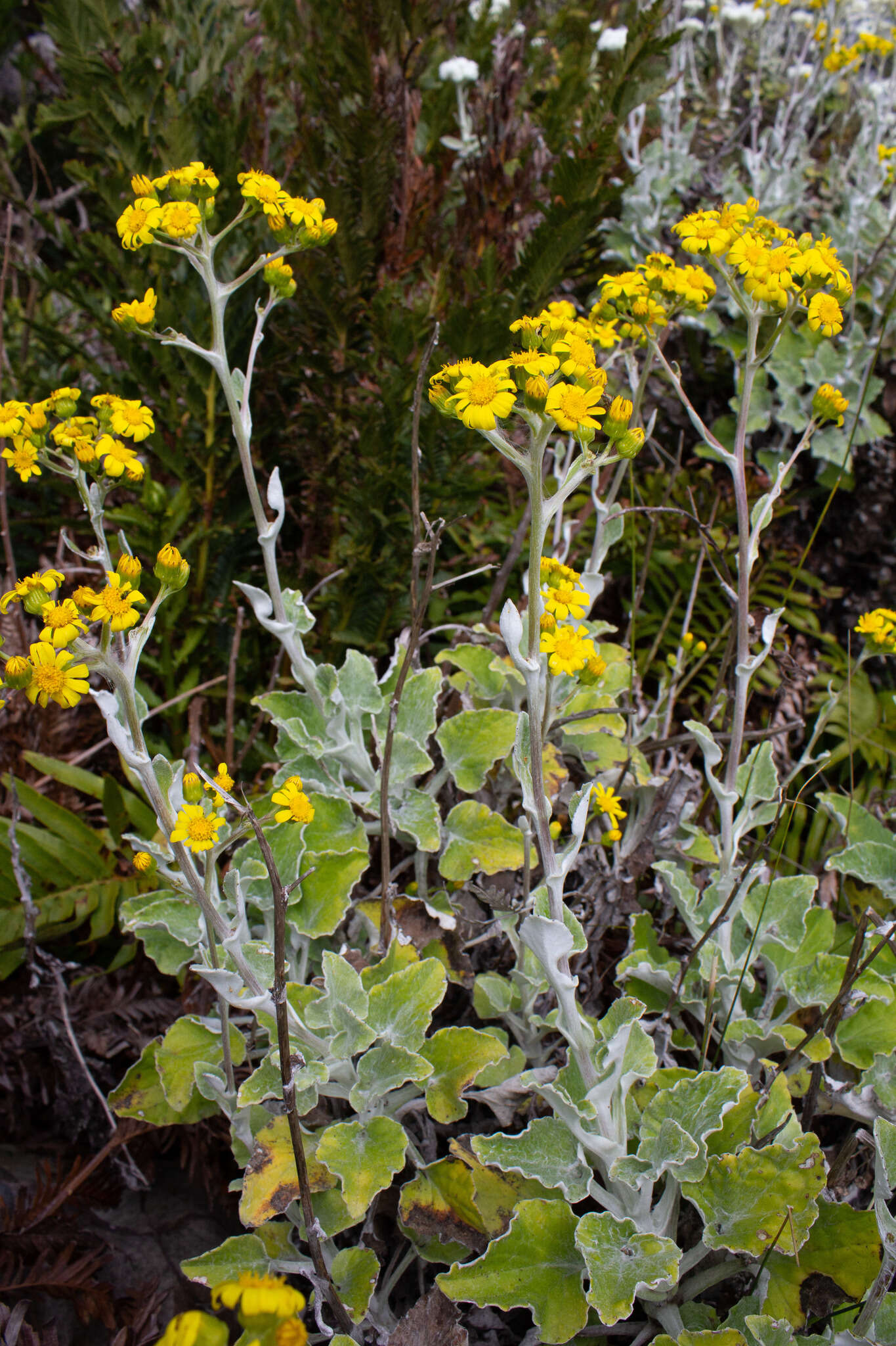 Image of Senecio verbascifolius Burm. fil.