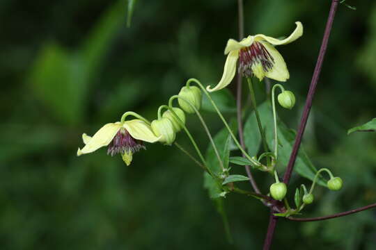 Imagem de Clematis serratifolia Rehder