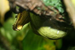 Image of Emerald Tree Boa