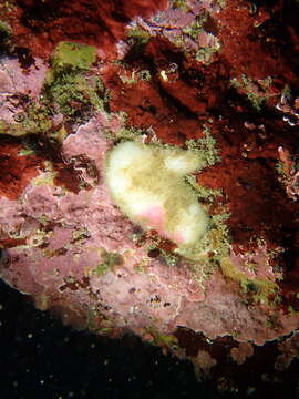 Image of thick white horny sponge