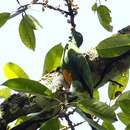 Image of Orange-bellied Fruit Dove