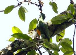 Image of Orange-bellied Fruit Dove