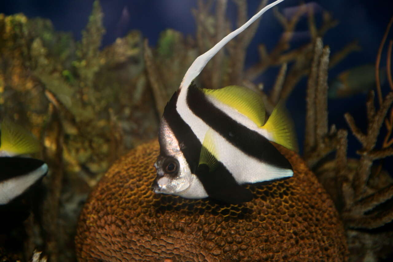 Image of Bannerfish