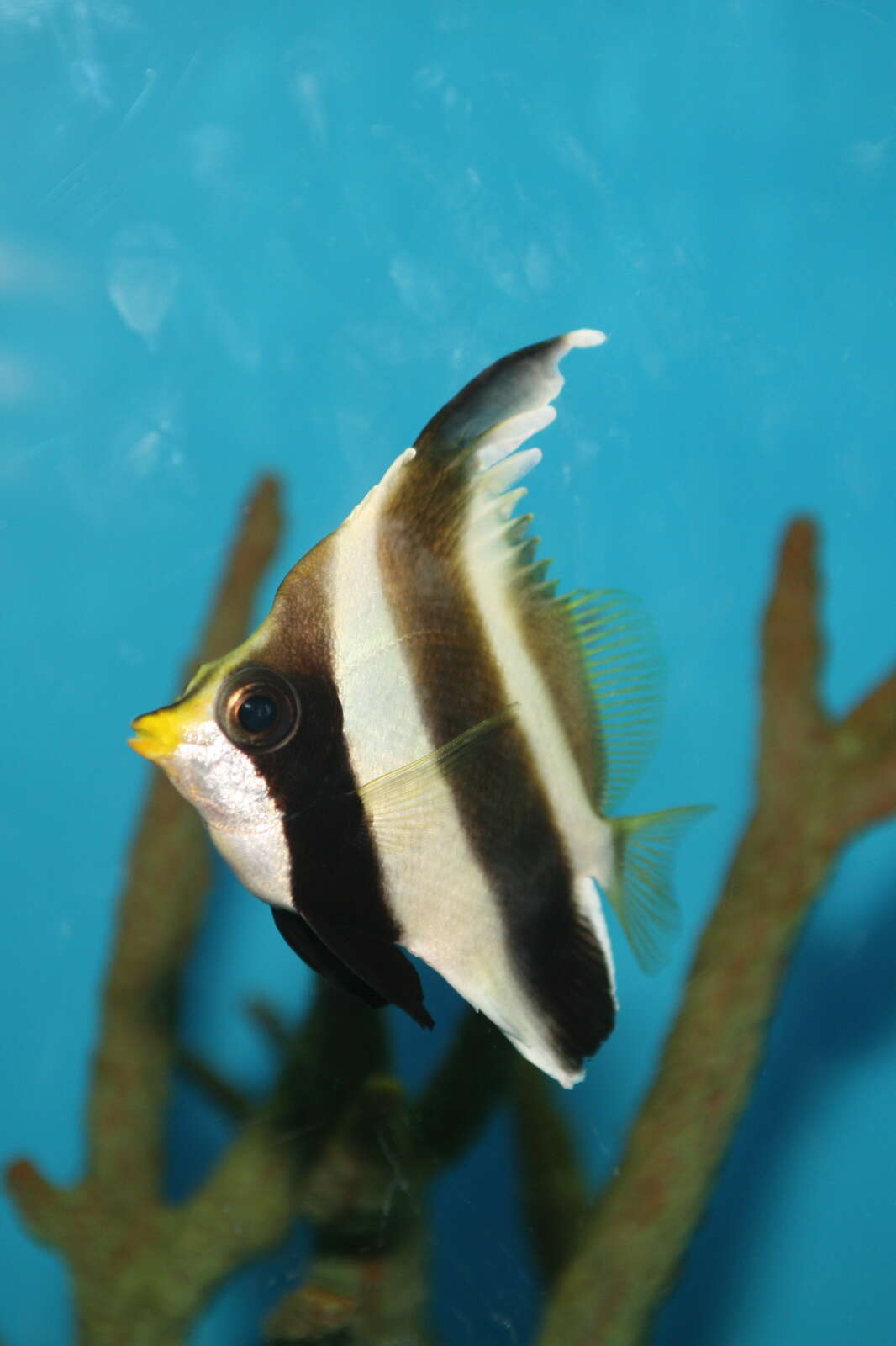 Image de Poisson cocher du Pacifique