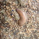 Image of gelatinous scale worm