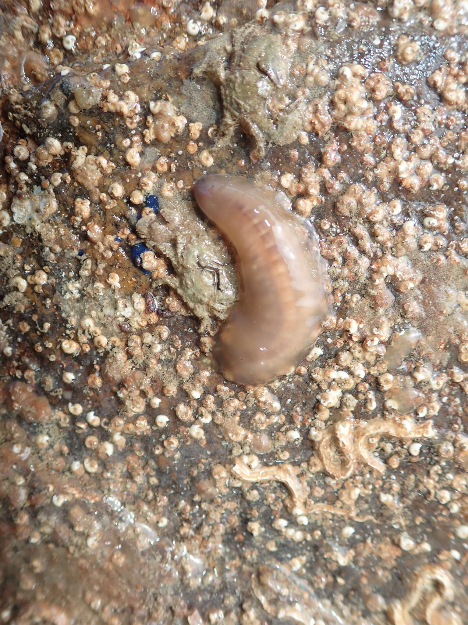 gelatinous scale worm - Encyclopedia of Life
