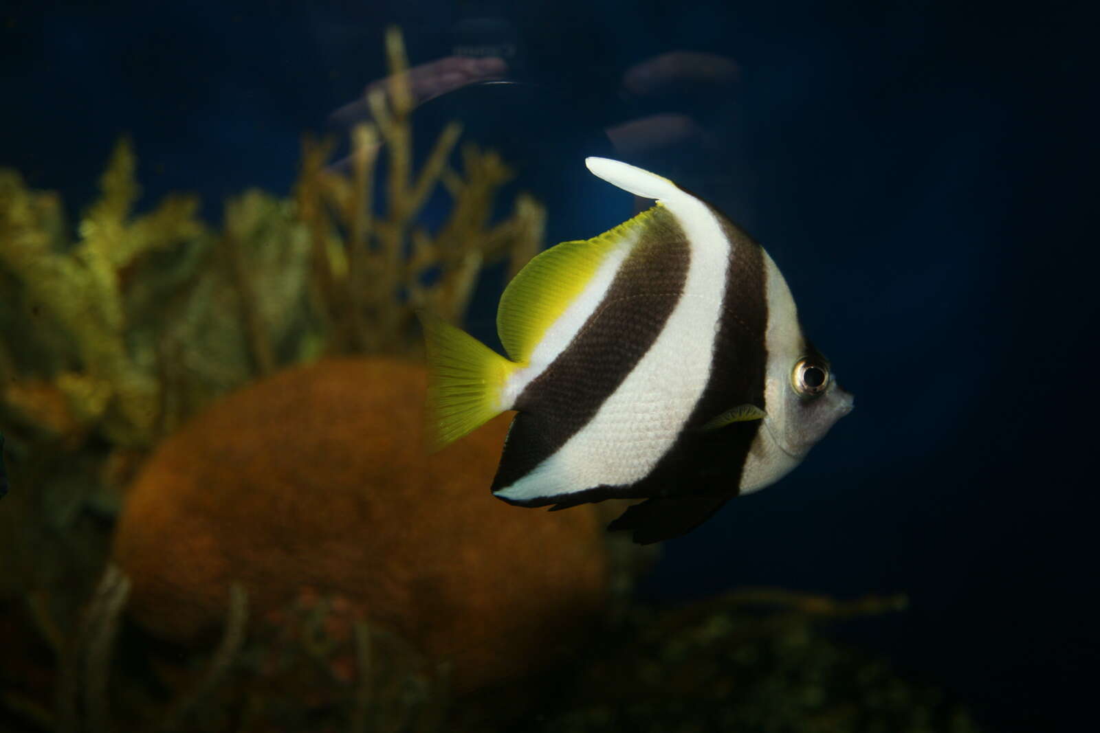 Image of Bannerfish