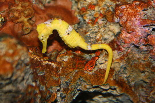 Image of Long-snout Seahorse