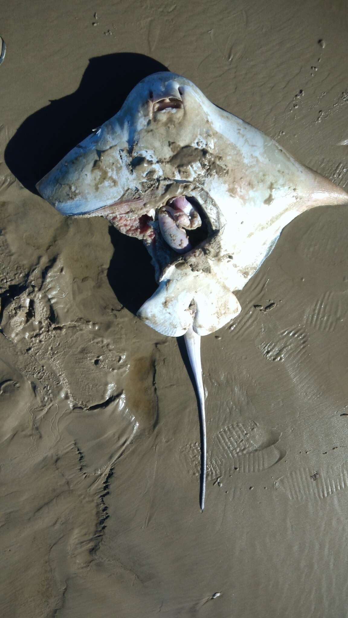 Image de Aigle de Mer du Sud