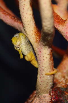 Image of Long-snout Seahorse