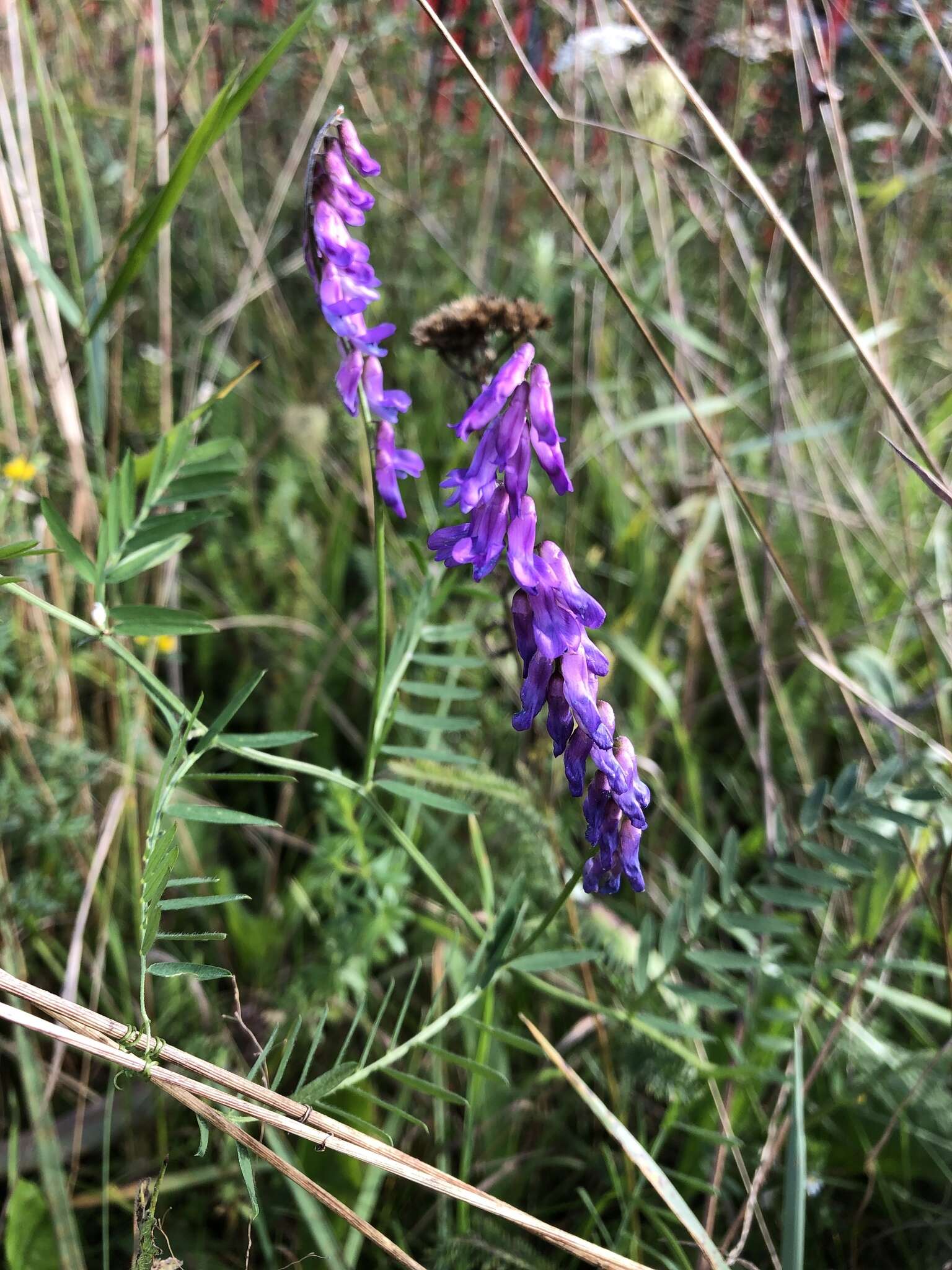 Image of Vicia cracca subsp. incana (Gouan) Rouy