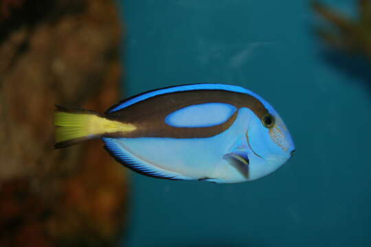 Image of Paracanthurus