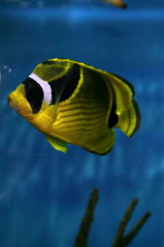 Image of Halfmoon Butterflyfish