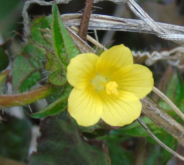 Image of wild okra