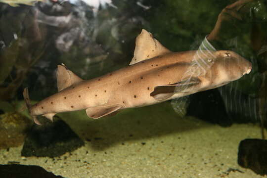 Image of Bullhead Shark