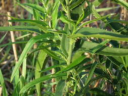 Image of Smilax cognata Kunth