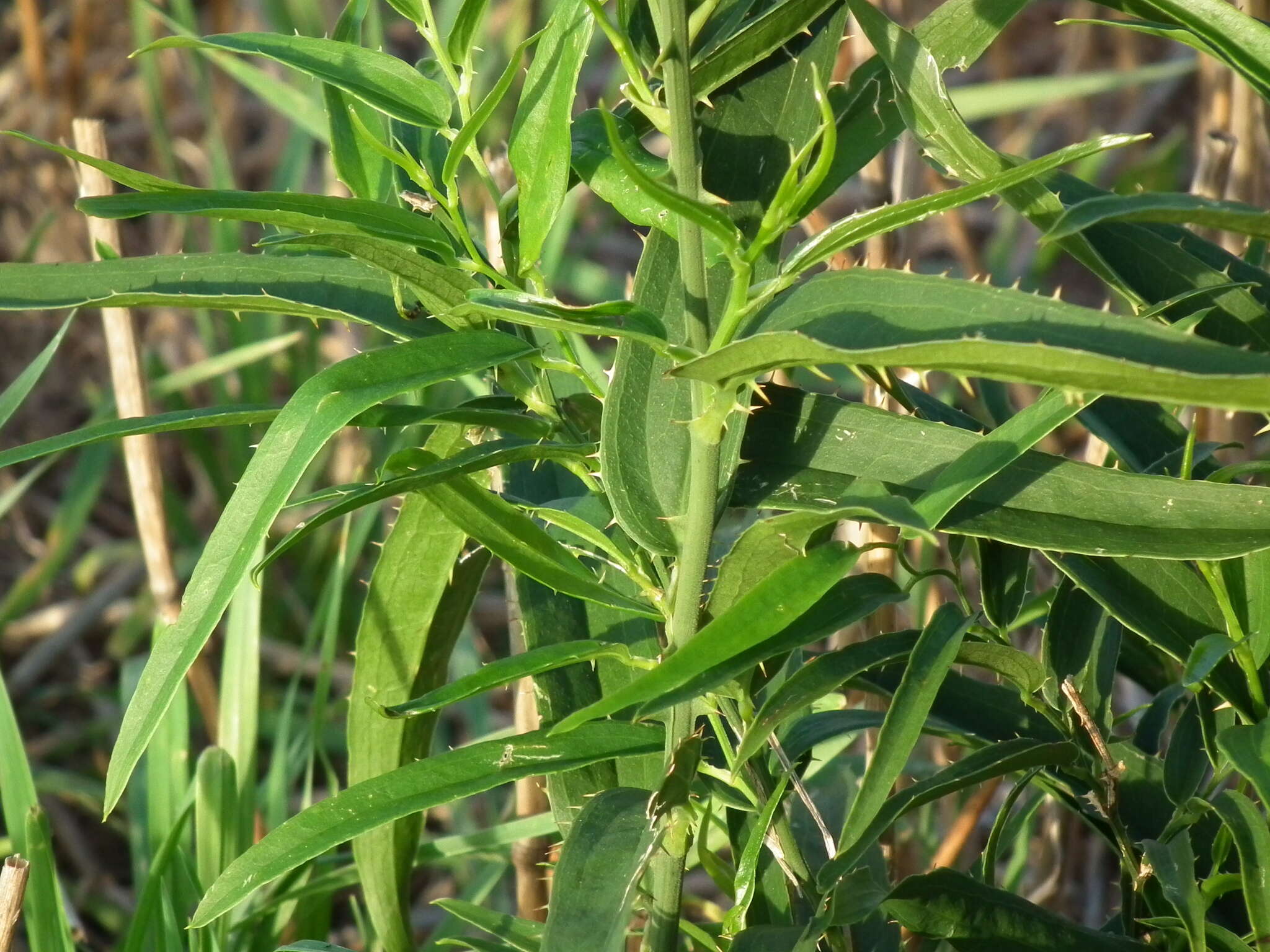 Image of Smilax cognata Kunth